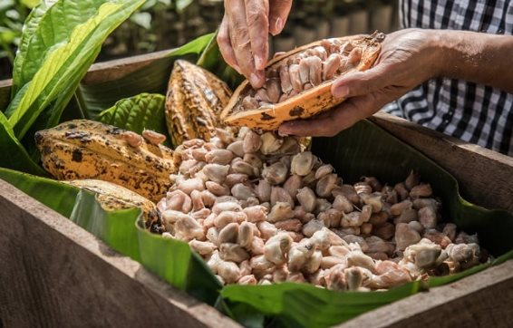 Loại nông sản ‘làm giàu mới’ cho nông dân Việt Nam đang lên 'cơn khát' khắp châu lục: 1 tấn đắt hơn 4 lượng vàng, hương vị tốt hàng đầu thế giới- Ảnh 1.